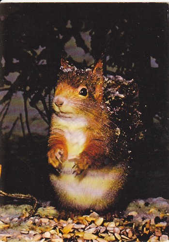 Scoiattolo fauna selvatica - fauna, *